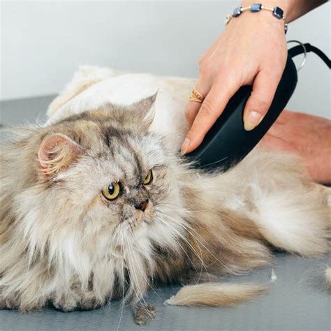 Royal Treatment Pet Salon And Spa Baton Rouge Cat Grooming Experts
