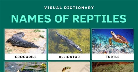 Reptiles List Of Reptiles With Facts And Pictures Types Of Reptiles