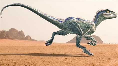 Velociraptor Running Animation Blue Raptor From Jurassic World