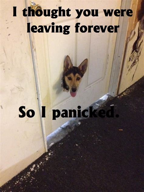 Overly Attached Dog Cat Dog Memes Funny Animals Funny Animal Pictures