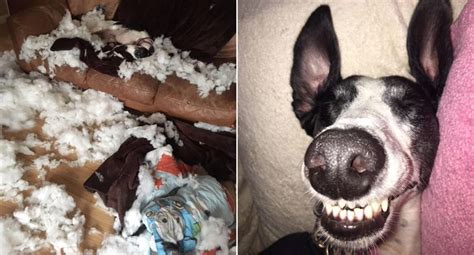 Dog Wrecks Owners Sofa For The Third Time