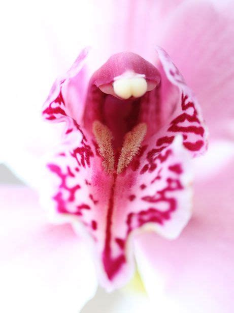 17 Best Images About Erotic Flowers And Plants On Pinterest The Long Unique Plants And Pools