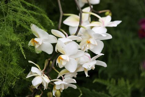 Cascading White Orchids Free Stock Photo Public Domain Pictures