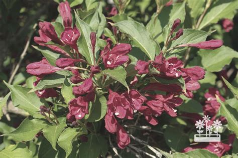How To Prune Weigela A Short Guide — Plants And House
