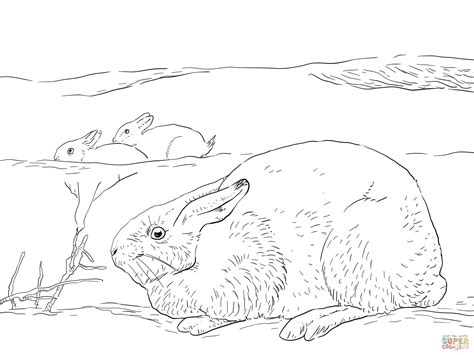 Arctic Hares Coloring Page Free Printable Coloring Pages