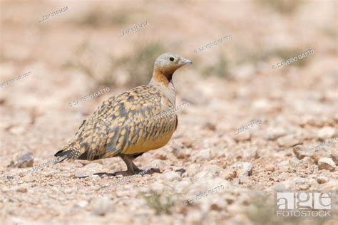 Black Bellied Sandgrouse Pterocles Orientalis Adult Male Standing On