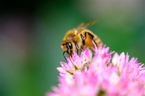 Free Photo Macro Photography Of Bee On A Flower Animal Insect Wild