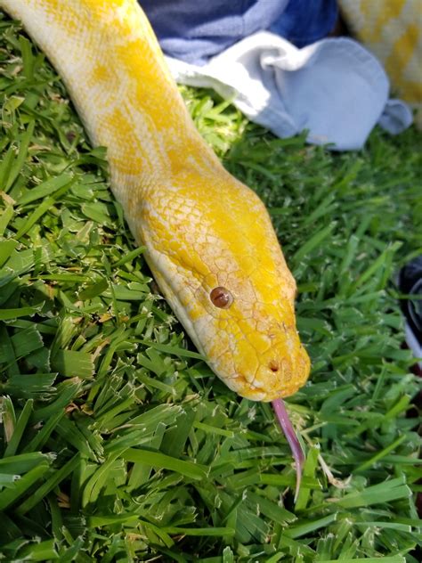Albino Green Burmese Python