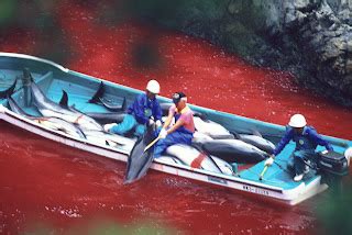 Golfinhos do Brasil e do Mundo O Massacre de Golfinhos em Taiji Japão