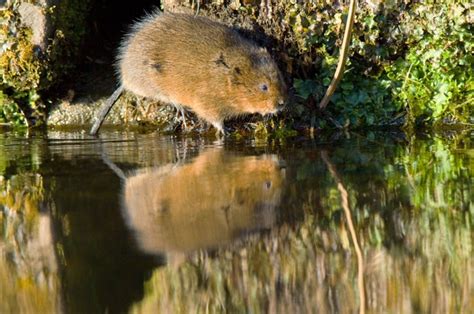 Water Vole Guide How To Identify Where To See And Top Facts