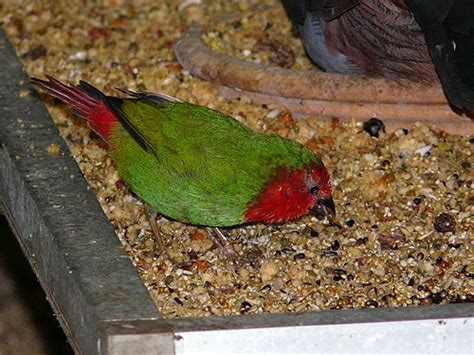 Erythrura Psittacea Red Throated Parrot Finch In North Zealands