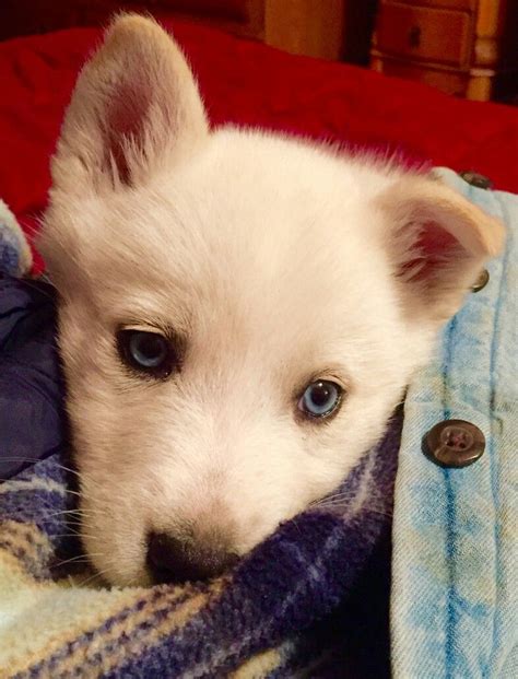 The Worlds Cutest Seven Week Old White Siberian Husky With Blue Eyes
