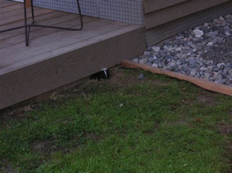 How To Stop Skunks From Digging Up Your Lawn In Madison