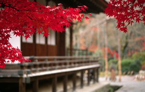 Japanese Maple Wallpapers Wallpaper Cave