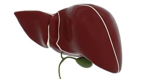 3d Model Human Liver Vr Ar Low Poly Cgtrader