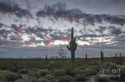 Sonoran Desert Sunrise Photograph By Tamara Becker Fine Art America