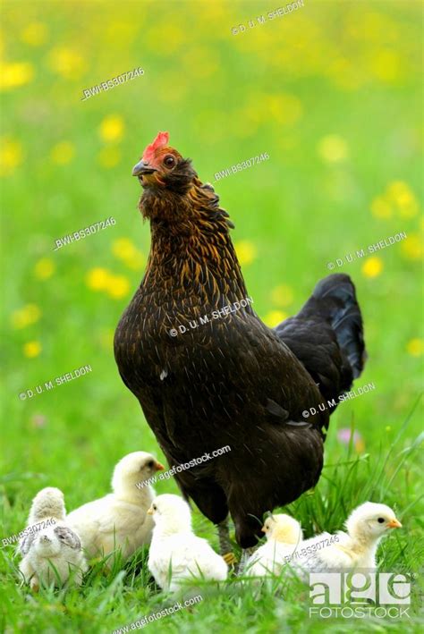 Domestic Fowl Gallus Gallus F Domestica Clucking Hen With Chicks In
