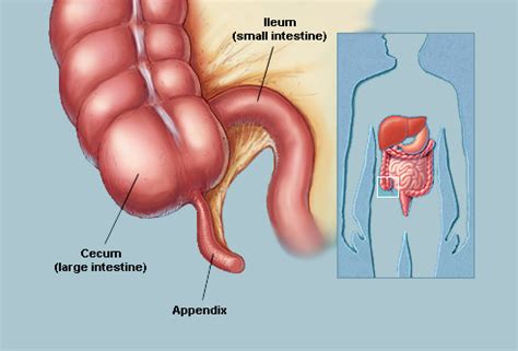 The small and large intestines are a vital part of the human digestive system. 5 Main Components in Large Intestine and Their Functions | New Health Advisor