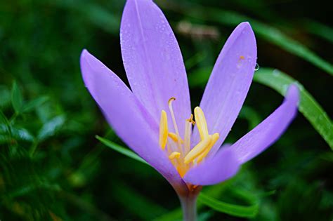 Die herbstzeitlose (colchicum autumnale) gehört zur familie der zeitlosengewächse (colchicaceae). Herbstzeitlose Foto & Bild | fotos, natur, blume Bilder ...