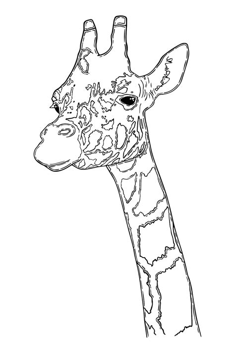 Animal terrestre mamífero girafa artiodáctilo com pescoço longo e