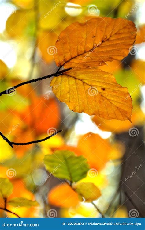 Colorful Leaves Hanging In Autumn On A Tree Stock Image Image Of