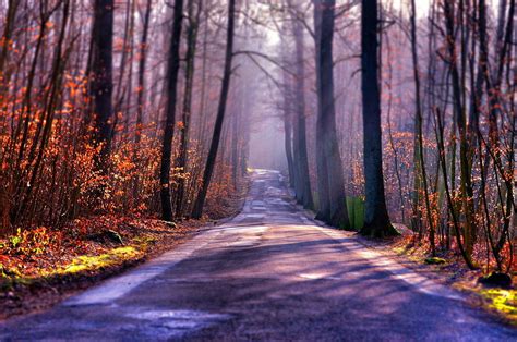 1080p Free Download Autumn Road Red Forest Fall Autumn Bonito