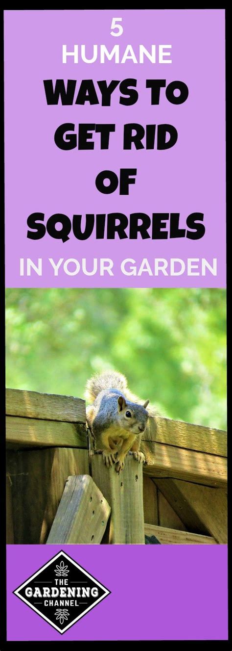 5 Humane Ways To Get Rid Of Squirrels In Your Garden Gardening