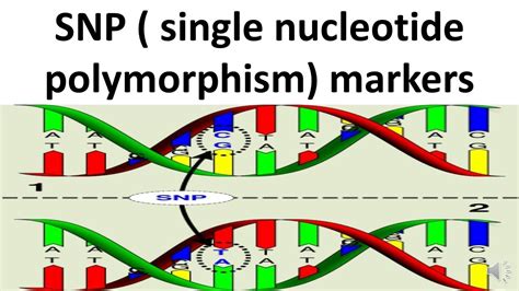 SNP Single Nucleotide Polymorphism Markers YouTube