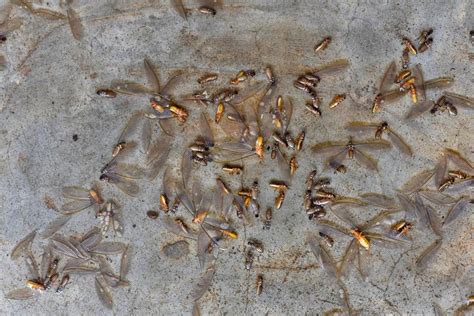 Learn How To Properly Get Rid Of Flying Termites