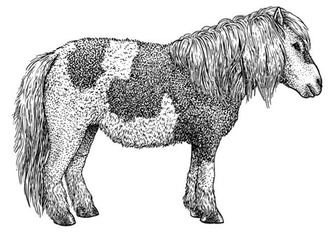 Pony Illustration Drawing Engraving Ink Line Art Vector Stock