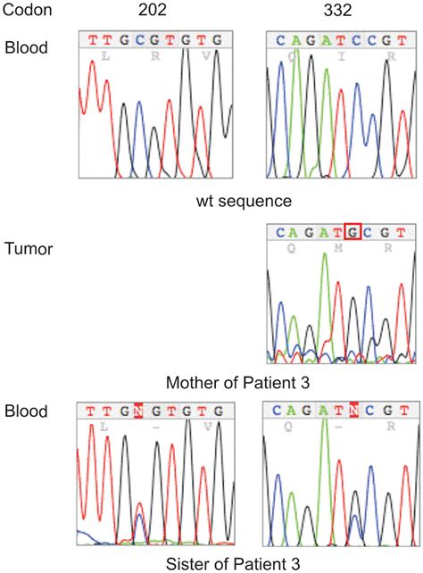 Sequence Of Tp53 Mutations In Relatives Of Patient 3 Center And Download Scientific Diagram