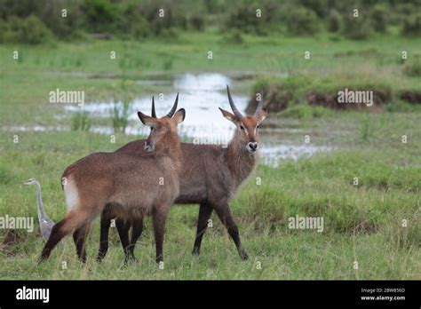 Two Waterbucks In The Green Kenyan Savannah The Landscape Was Flooded