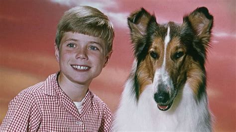 Lassie Kommt Zurück Tv And Kino