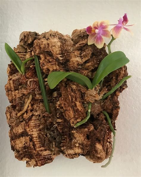 Mounted Bark Orchid Arrangement 3 Live Assorted Plants On Etsy