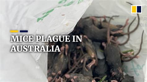 Mice Plague Overwhelms Farmers In Australia Youtube