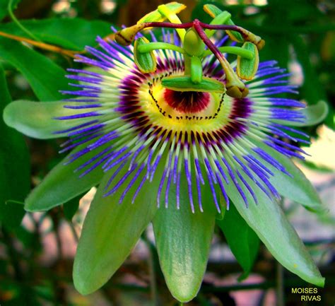 PARSIFLORA - passiflora (passion flower). | EXPLORER JANUARY… | Flickr