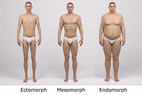 Male Body Types Endomorph Ectomorph Mesomorphs My Fit Foods