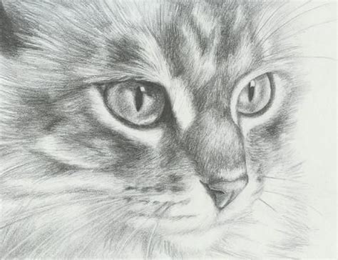 How To Draw Realistic Cats 25 Hand Drawing Cat Images