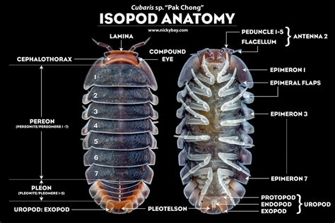 Isopod Anatomy And Biology Isopod Site