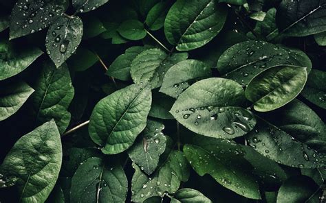 Wallpaper Green Plants Leaves Water Drops 2560x1600