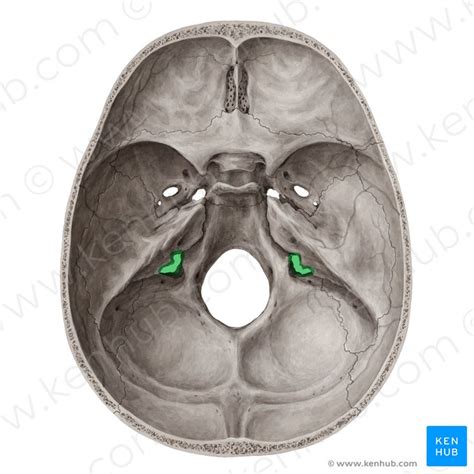 Accessory Nerve Cn Xi Anatomy Pathways And Function Kenhub