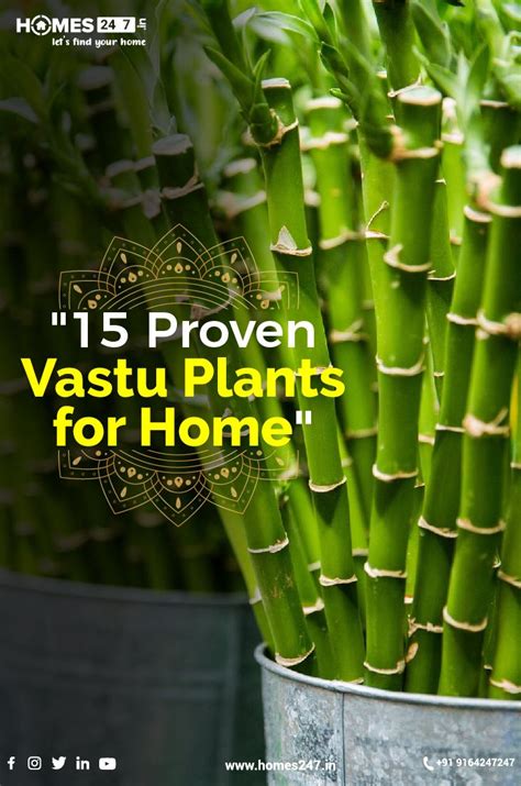 Vastu Plants For Home House Plants Plants Lucky Plant