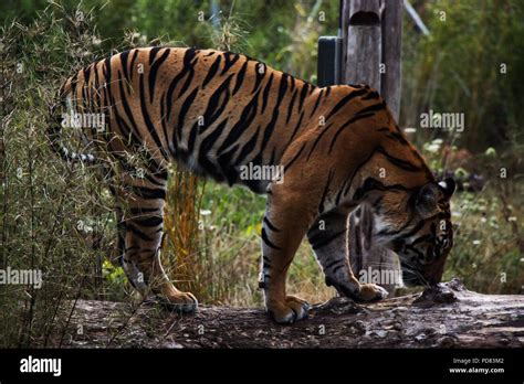 Sumatran Tiger Prowling At Chester Zoo Stock Photo Alamy
