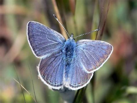 Mission Blue Butterfly Identification Facts And Pictures