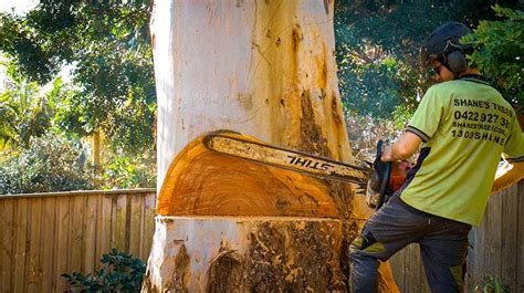 We partner with tree removal companies around the united states in order to match customers with companies that. Tree Removal Sutherland Shire - Arborist - Tree Lopping ...