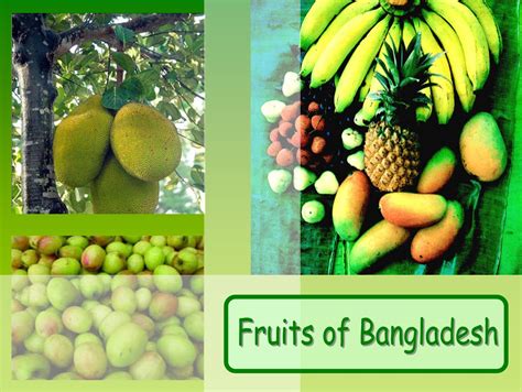 Fruits Of Bangladesh Bangladeshi Fruits