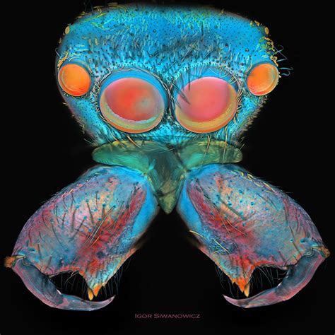 Tiniest Creatures Captured Using Laser Scanning Microscope Demilked