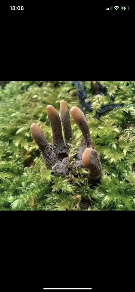Xylaria Polymorpha Commonly Known As Dead Mans Fingers Is A Saprobic
