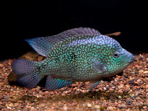 Herichthys Carpintis Cichlids South American Cichlids Fish Pet