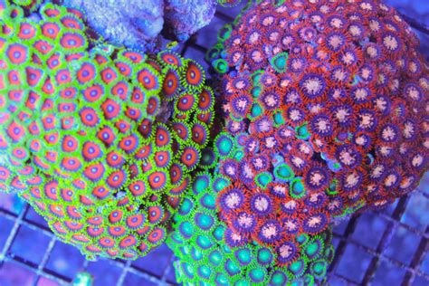 The Ultimate Zoanthid Coral Care Guide